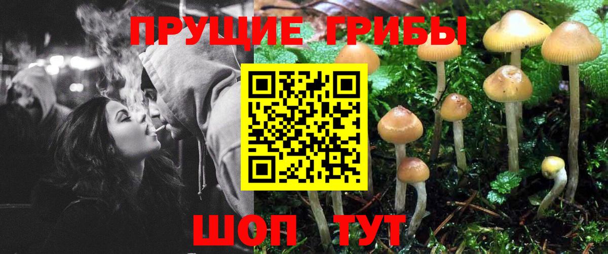 Псилоцибиновые грибы Cubensis Дмитров