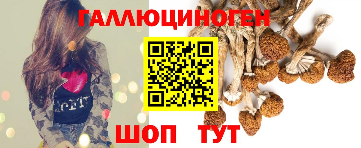 Псилоцибиновые грибы Psilocybe  Вход с VPN  Дмитров  Галлюциногенные грибы прущие грибы 